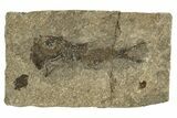 Oligocene Fossil Deep-Sea Hatchetfish (Polyipnus) - Poland #320594-1